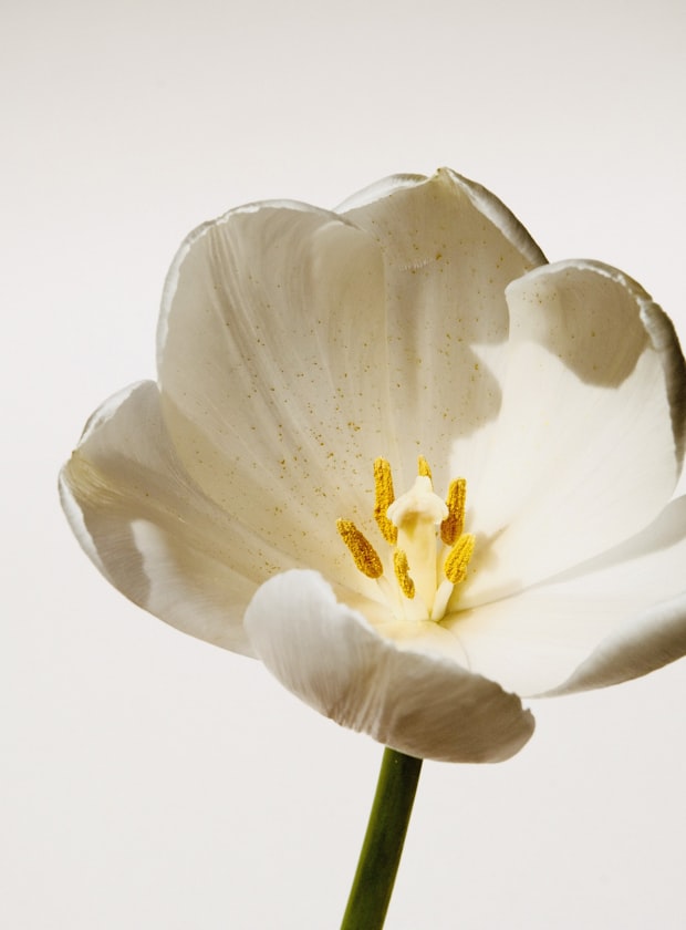 La naturopathie, une approche du vivant