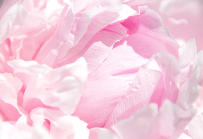 Œillets délicats aux tons roses poudrés représentant la tendresse et la bienveillance des cercles de parole