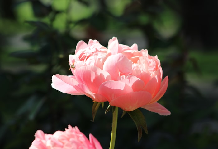 Roses anciennes en boutons pastel symbolisant la protection délicate de la sensibilité en convalescence