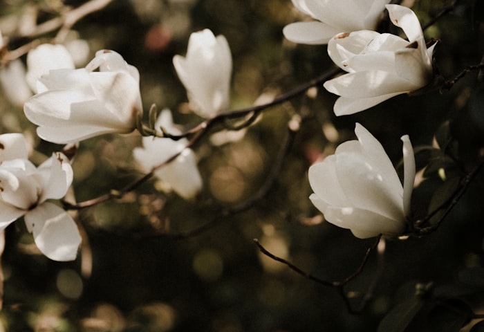 Fleurs de cerisier délicates sur branche printanière symbolisant l'éclosion du démasquage en douceur