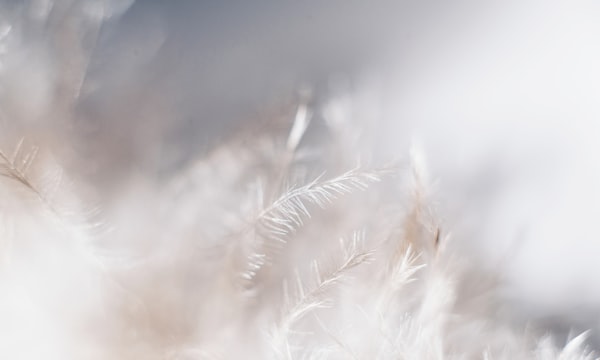 Prairie verte apaisante et nature préservée du Quillio en Bretagne